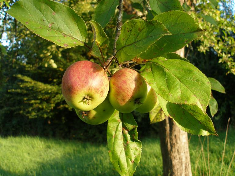 Hier sieht man eine Großaufnahme von vier Äpfeln, die am Baum hängen.