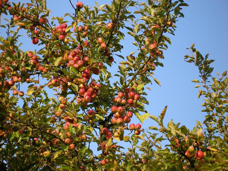 Eine Abbildung eines Apfelbaums, der sehr viele Früchte trägt.